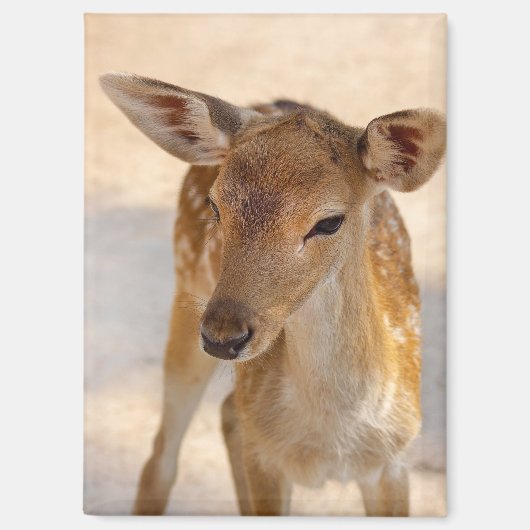 Whimsische Waldhirsch-Fotografie Magnet (Vorderseite)