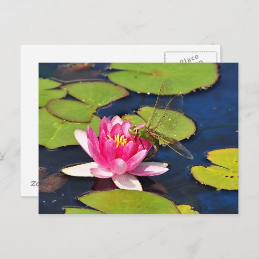 'Whimsy' Postkarte (Vorne/Hinten)