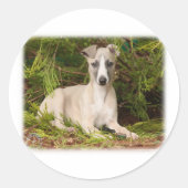 Whippet 9Y563D-005 Runder Aufkleber (Vorderseite)