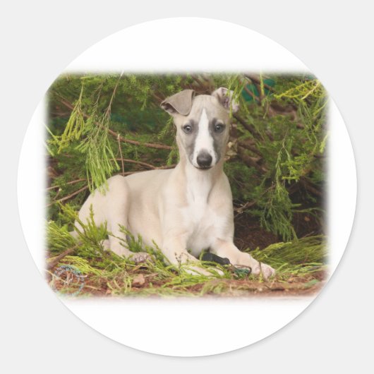 Whippet 9Y563D-005 Runder Aufkleber (Vorderseite)