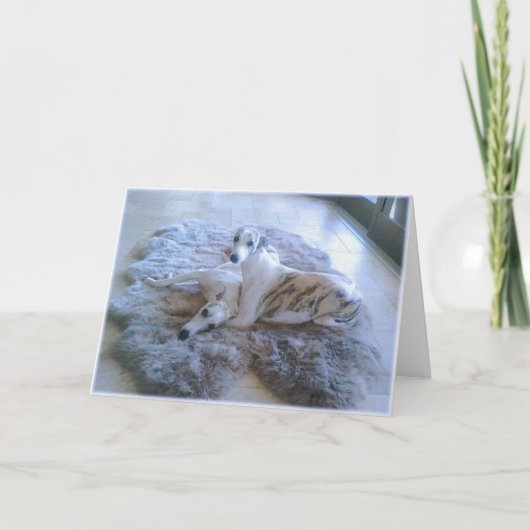 Whippet Dogs Karte (Vorderseite)