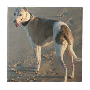 Whippet Fliese