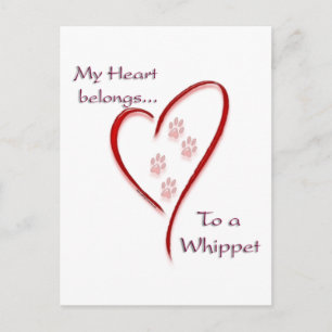 Whippet Heart Belongs Postkarte