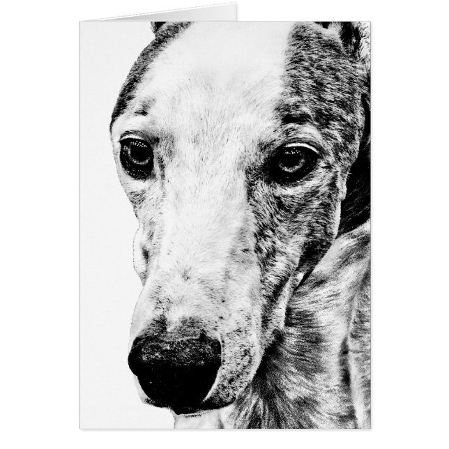 Whippet Hund (Vorne)