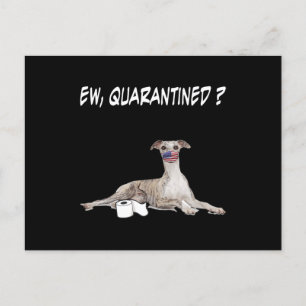 Whippet Hund Ew isoliert Hund tragen eine Gesichts Feiertagspostkarte
