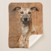 Whippet-Hund-Name Sherpadecke (Vorderseite)