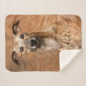 Whippet-Hund-Name Sherpadecke (Vorderseite (Horizontal))