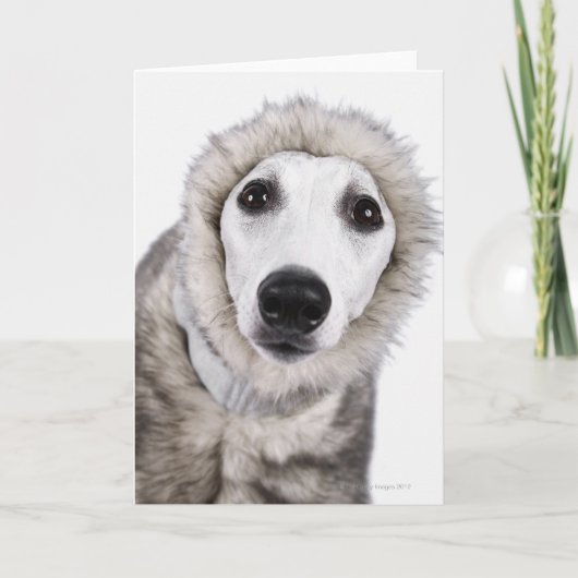 Whippet Hundetragender Pelzmantel, Studioschuß Karte (Vorderseite)