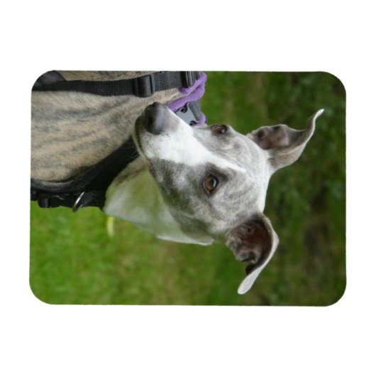 Whippet Kühlschrankmagnet Magnet (Horizontal)