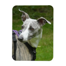 Whippet Kühlschrankmagnet
