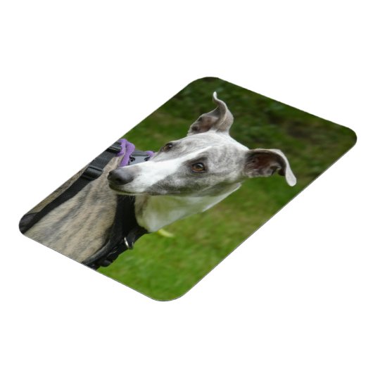 Whippet Kühlschrankmagnet Magnet (Linke Seite)