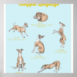 Whippet Language Whippet Canvas Poster