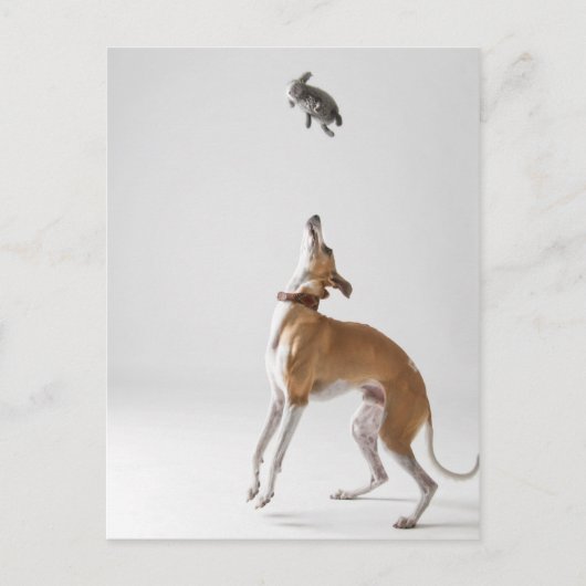 Whippet mit Spielzeug Postkarte (Vorderseite)