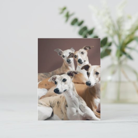 Whippet-Ofen Postkarte (Stehend Vorderseite)