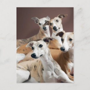 Whippet-Ofen Postkarte