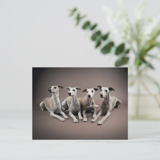 Whippet-Ofen Postkarte (Stehend Vorderseite)