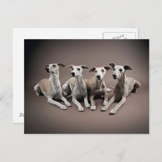 Whippet-Ofen Postkarte (Vorne/Hinten)