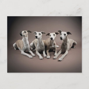 Whippet-Ofen Postkarte