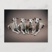 Whippet-Ofen Postkarte (Vorderseite)