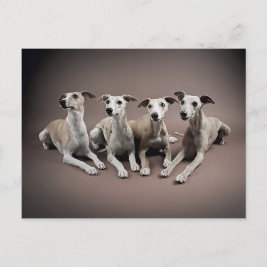 Whippet-Ofen Postkarte (Vorderseite)