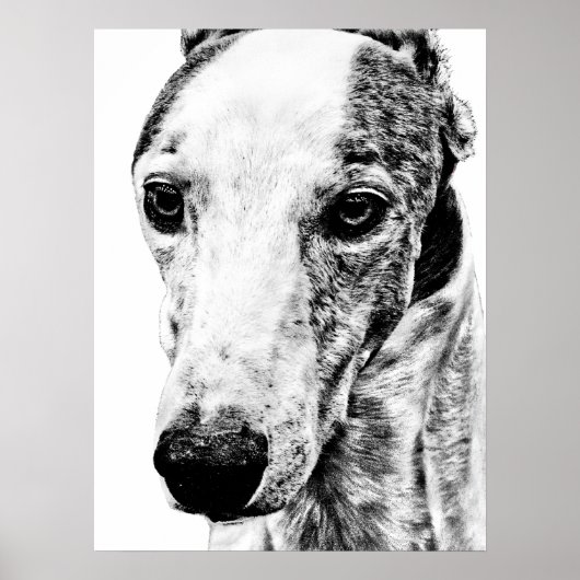 Whippet Poster (Vorne)