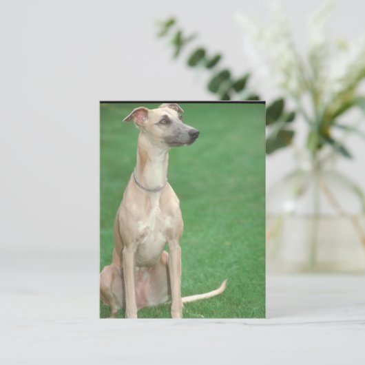 Whippet Postkarte (Stehend Vorderseite)