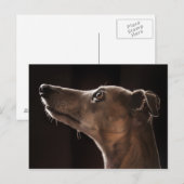 Whippet Postkarte (Vorne/Hinten)