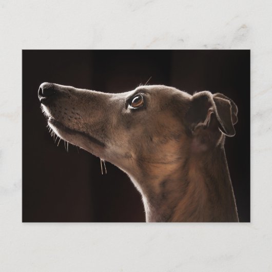 Whippet Postkarte (Vorderseite)