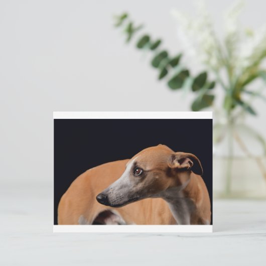Whippet Postkarte (Stehend Vorderseite)