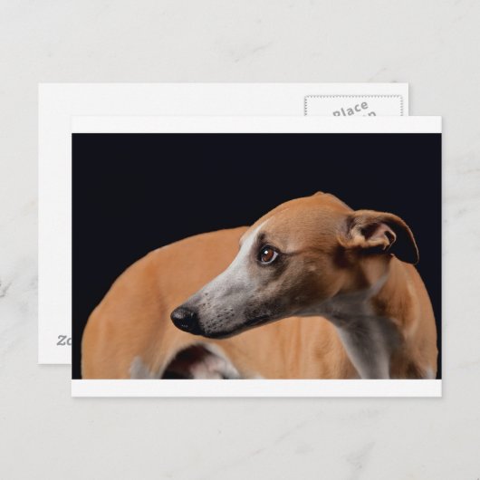 Whippet Postkarte (Vorne/Hinten)