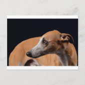 Whippet Postkarte (Vorderseite)