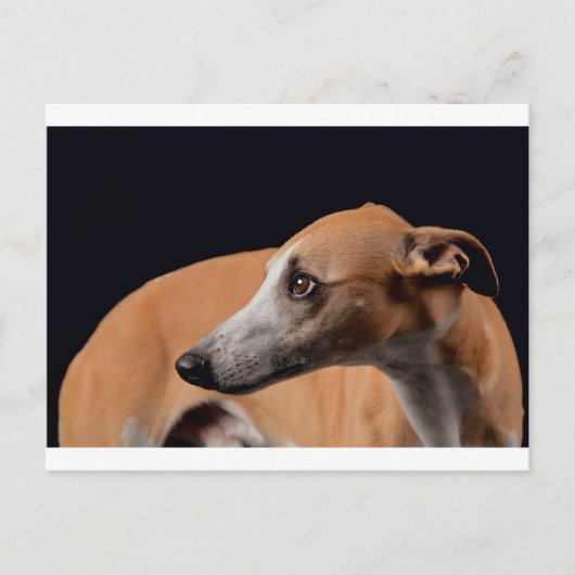 Whippet Postkarte (Vorderseite)