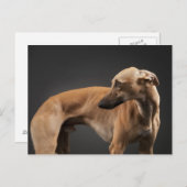 Whippet Postkarte (Vorne/Hinten)