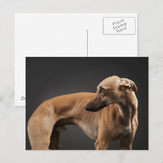 Whippet Postkarte (Vorne/Hinten)