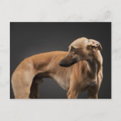 Whippet Postkarte (Vorderseite)