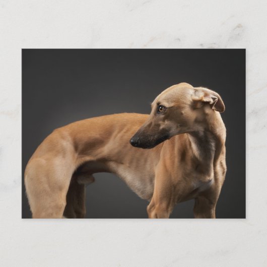 Whippet Postkarte (Vorderseite)