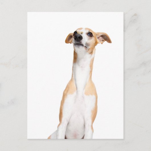 Whippet Postkarte (Vorderseite)