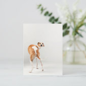 Whippet Postkarte (Stehend Vorderseite)