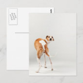 Whippet Postkarte (Vorne/Hinten)