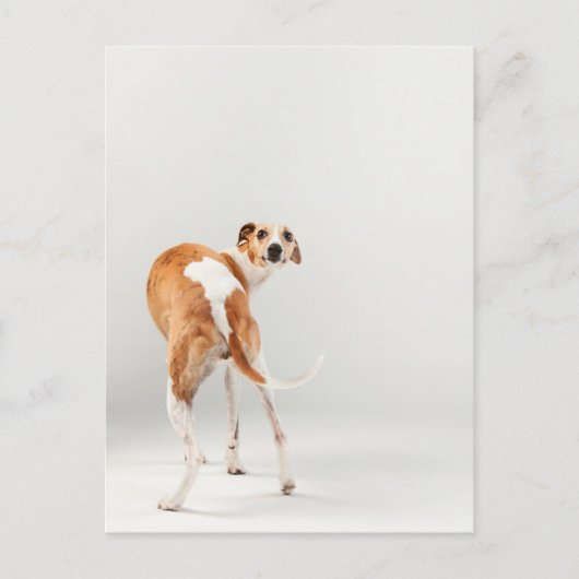 Whippet Postkarte (Vorderseite)