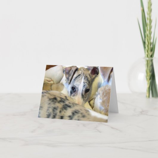 Whippet puppy notecard karte (Vorderseite)