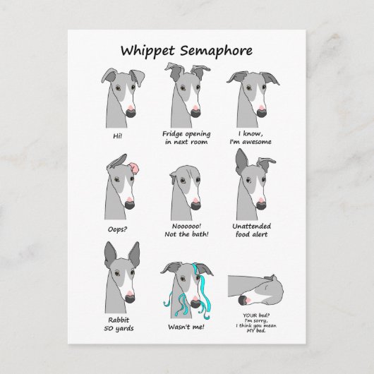 Whippet Semaphore Postkarte (Vorderseite)