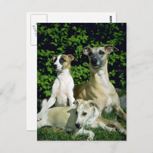 Whippet und Jungtiere Postkarte (Vorne/Hinten)