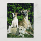 Whippet und Jungtiere Postkarte (Vorderseite)