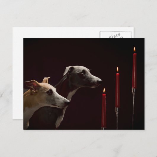 Whippets am Weihnachten (Vorne/Hinten)