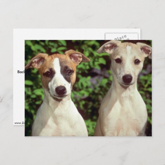 Whippets Postkarte (Vorne/Hinten)