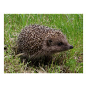 Whiskered Wanderer: Weißgebrüster Igel Poster (Vorderseite)