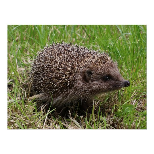 Whiskered Wanderer: Weißgebrüster Igel Poster (Vorderseite)