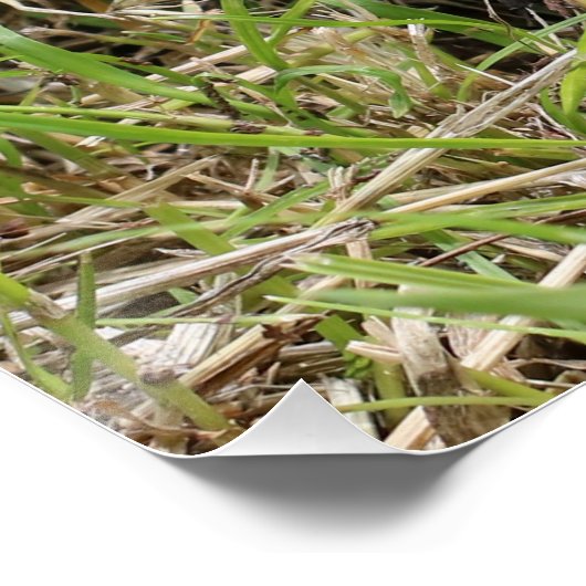 Whiskered Wanderer: Weißgebrüster Igel Poster (Ecke)