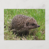 Whiskered Wanderer: Weißgebrüster Igel Postkarte (Vorderseite)